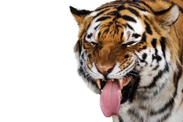 Deurstickers portrait of a tiger making a funny face © Patrick Rolands