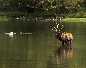 elk stag wading in a lake