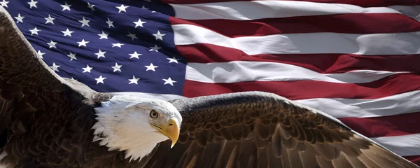 Foto op Plexiglas patriottische adelaar die vleugels neemt voor de Amerikaanse vlag © Patrick Rolands