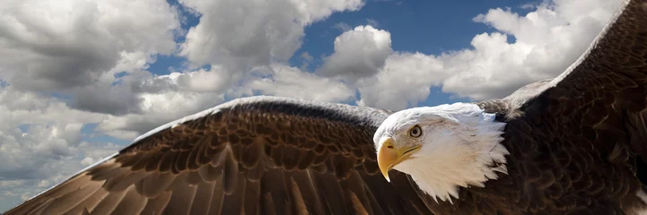 Abwaschbare Fototapete Adler zusammengesetzt aus einem Weißkopfseeadler, der an einem bewölkten Himmel fliegt