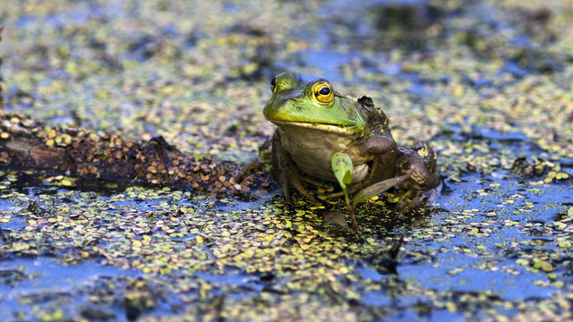 a frog on a log in a bog