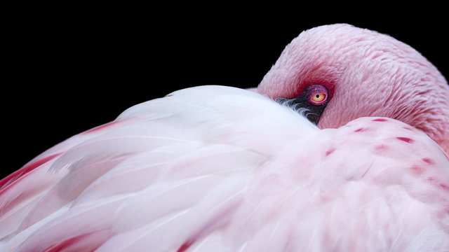 Fototapeta portrait of a flamingo peeking from behind its wing
