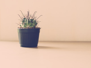 Vintage tone of cactus.