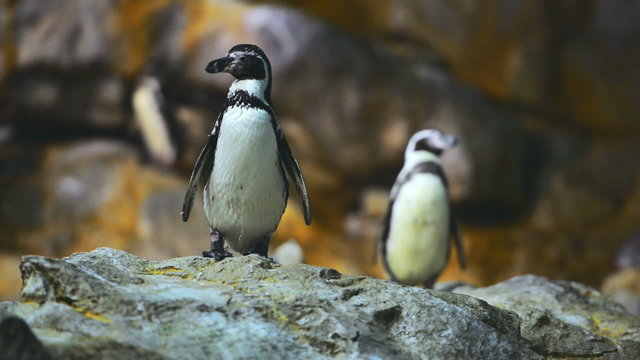 African penguins