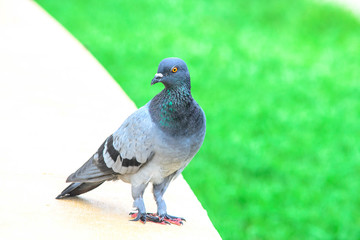 pigeon walk on grass