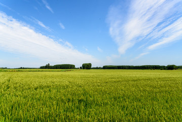 Fototapeta premium paesaggio nella campagna di mortara(pavia)