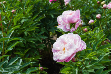 Pink flowers on a green Bush in the Park in the summer