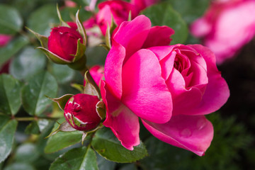 Fototapeta na wymiar Pink shrub rose in the summer in the Park