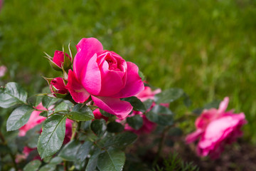 Pink shrub rose in the summer in the Park