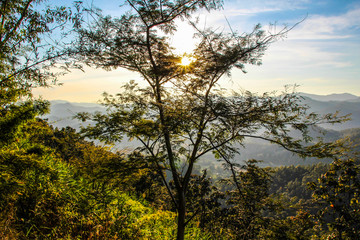Golden Sun Through Forest