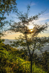 Golden Sun Through Forest