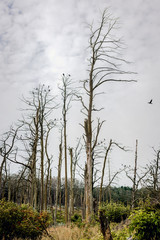 Fototapeta premium Forest of a dead pine trees. Juodkrante, Lithuania