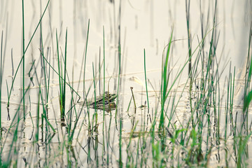 Fototapeta premium Green frog.