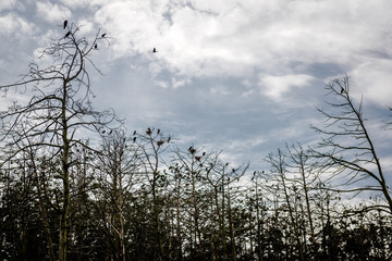 Forest of a dead pine trees. Juodkrante, Lithuania