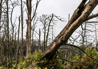 Cormorant nests on dead pine trees. Juodkrante,  Lithuania