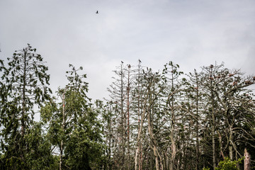 Forest of a dead pine trees. Juodkrante, Lithuania