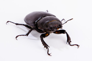 Female Stag Beetle