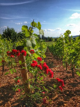 Les vignes en France