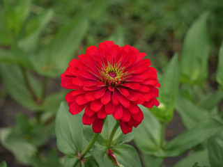 Obraz premium Red flower