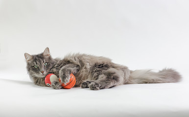 Chewie the cat playing with two balls