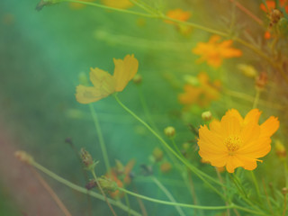 Yellow flower background