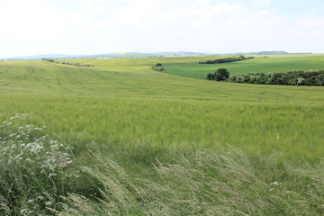 チェコのモラヴィア大草原