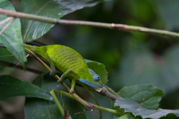 Caméléon sur branche
