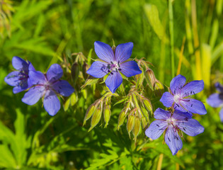 blooming geraniums. meadow, field