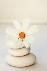 Fototapeta na wymiar white stones flower peaceful spa background soft focus creamy calm tones beauty relaxing aromatherapy balance