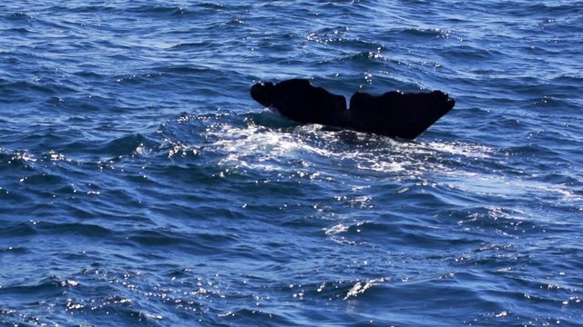 m&auml;nnlicher Pottwal in Norwegen
