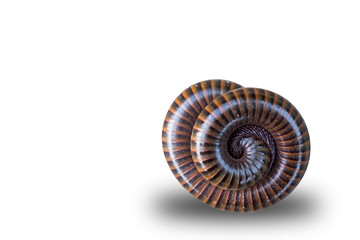 millipede  coil on isolate