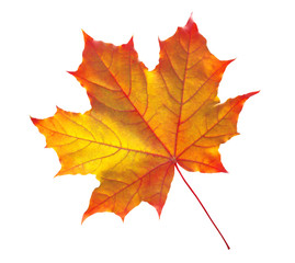 Naklejka na ściany i meble autumn maple leaf isolated on white background