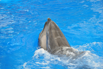 two bottlenose dolphins in blue water