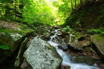 Obraz premium 渓流と新緑（東京檜原村三頭大滝）