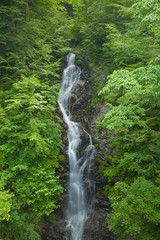 滝と新緑（東京檜原村三頭大滝）