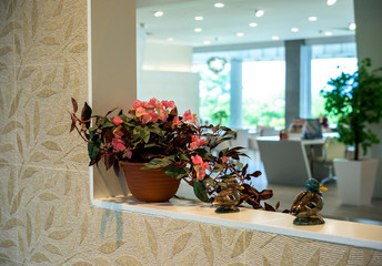 tree growing in decorative pot