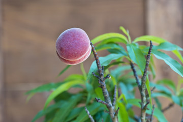 Pfirsich an einem Baum