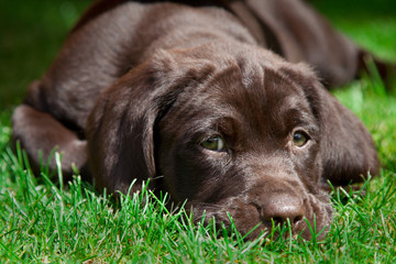 Young labrador retriever puppy