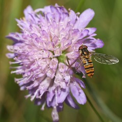 The Flower fly (Hoverfly,Syrphidae) drinking from the flower.
