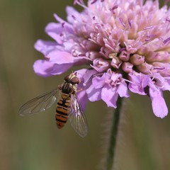 The Flower fly (Hoverfly,Syrphidae) drinking from the flower.