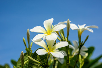 Rain drops on plumeria with blue sky