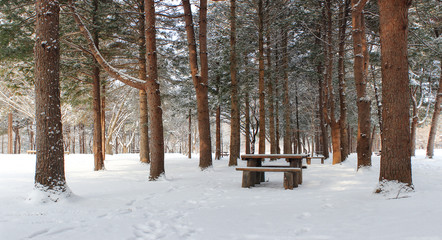 Fototapeta premium 소나무