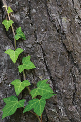 Climbing common Baltic ivy stem, hedera helix L. var. baltica, young evergreen creeper leaves, vertical pine tree bark texture background, green wintergreen woody vine macro closeup, copy space