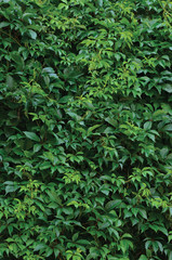 New Virginia Creeper Leaves, Vertical Fresh Wet Green Leaf Texture Summer Day Background Pattern...