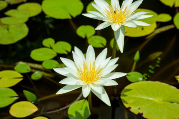 Yellow Lotus flower and Lotus flower plants