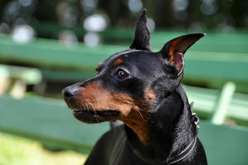 Miniature Pinscher dog