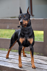 Miniature Pinscher dog