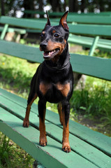 Miniature Pinscher dog
