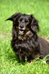 black terrier dog smile