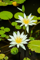 Yellow Lotus flower and Lotus flower plants